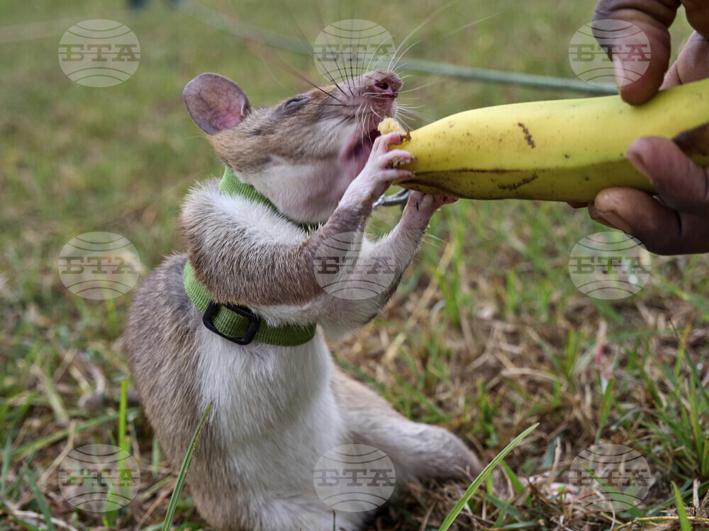 Tanzania Hero Rats