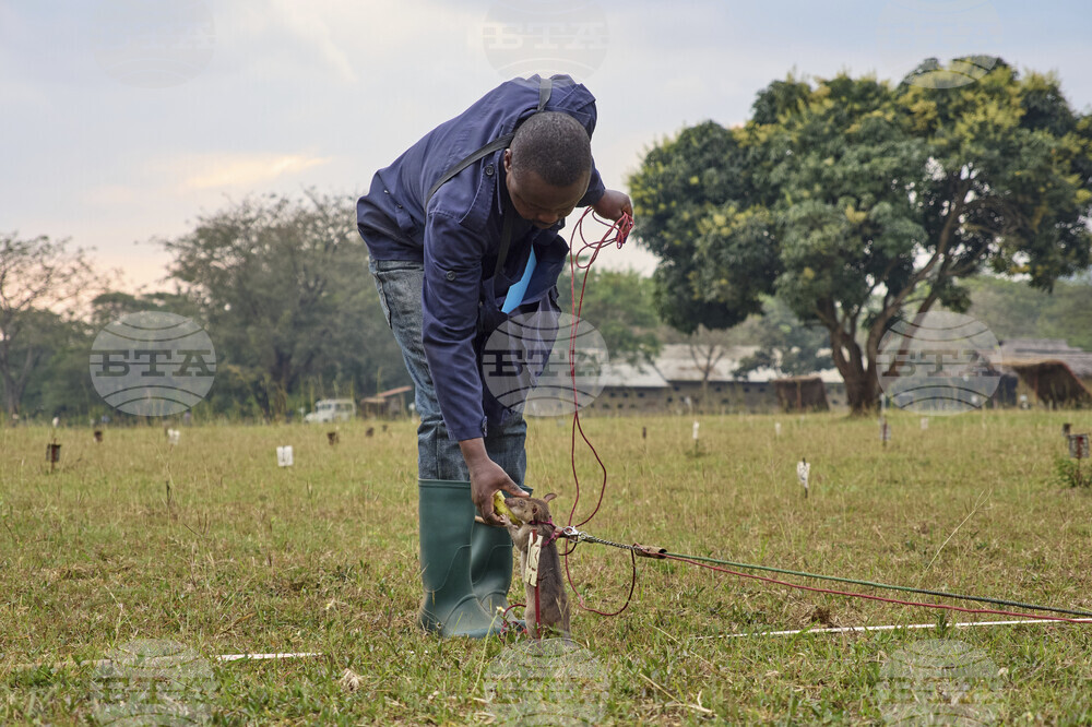 Tanzania Hero Rats