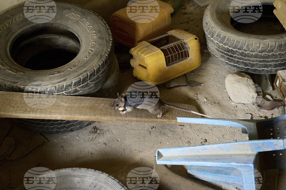 Tanzania Hero Rats