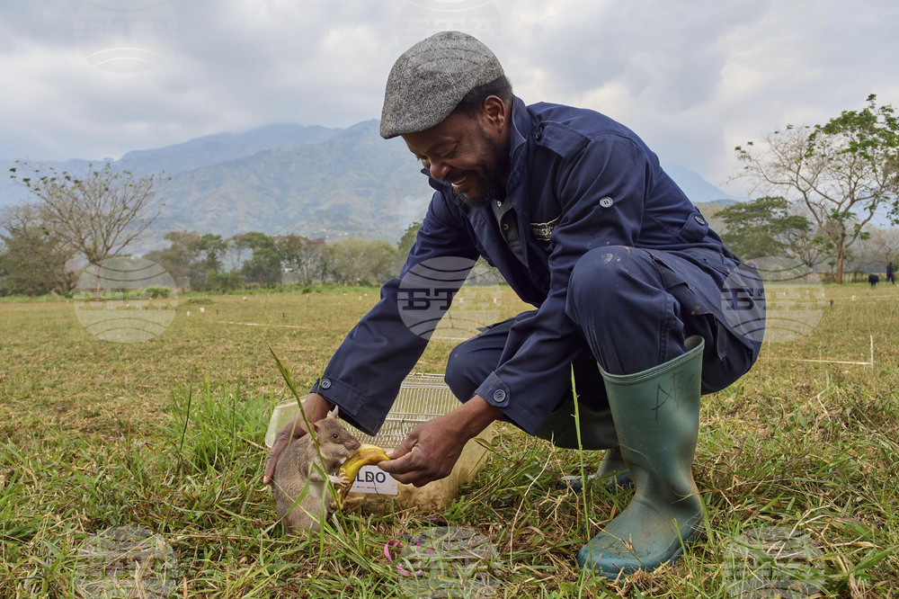 Tanzania Hero Rats