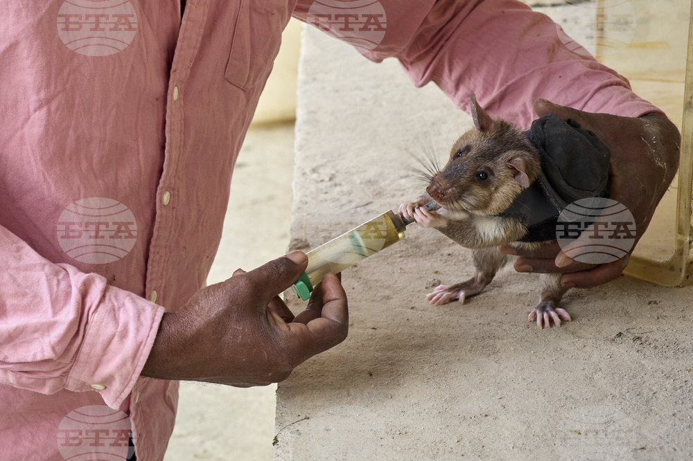 Tanzania Hero Rats