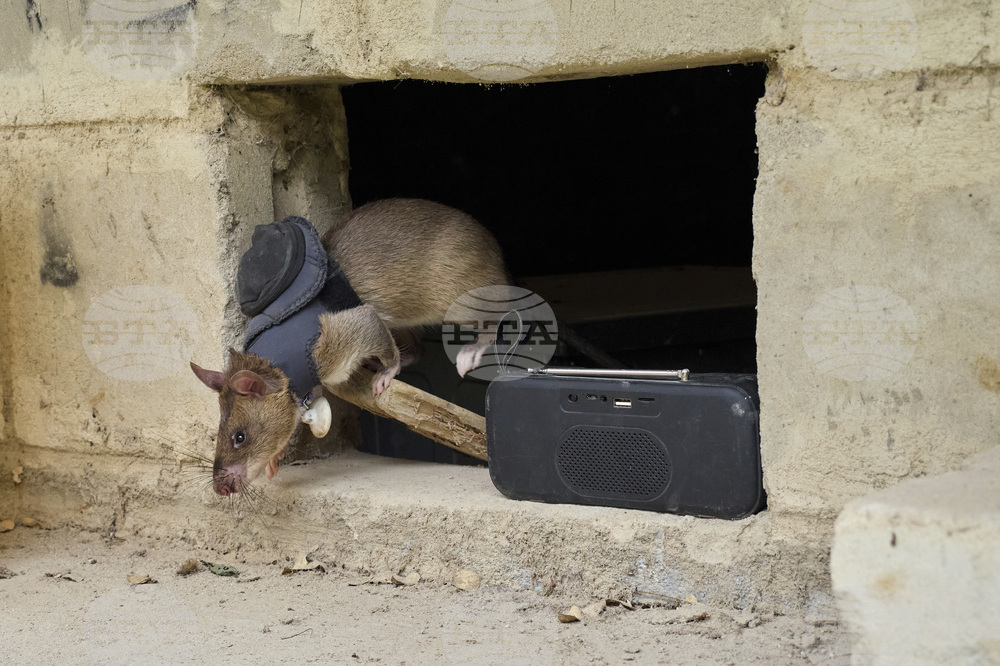 Tanzania Hero Rats