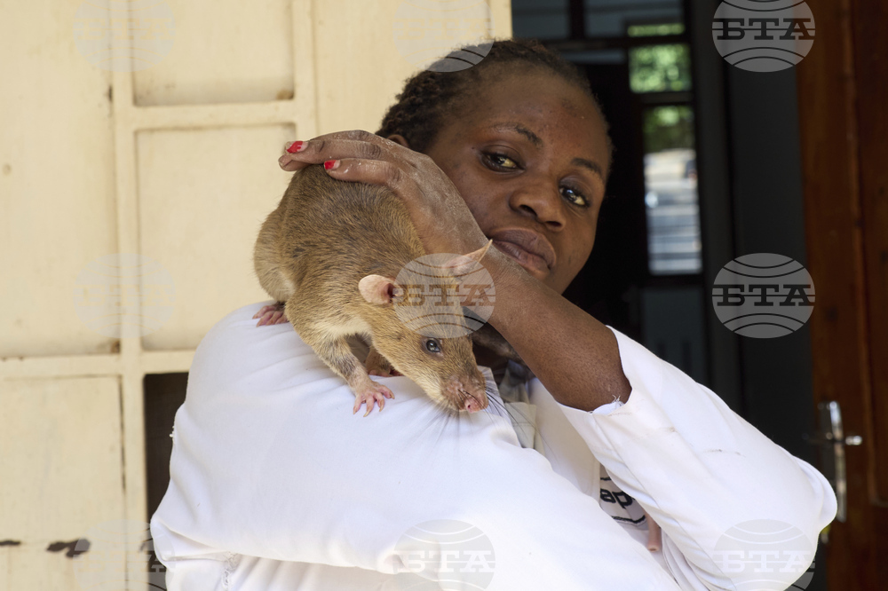 Tanzania Hero Rats