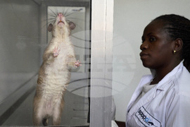 Tanzania Hero Rats