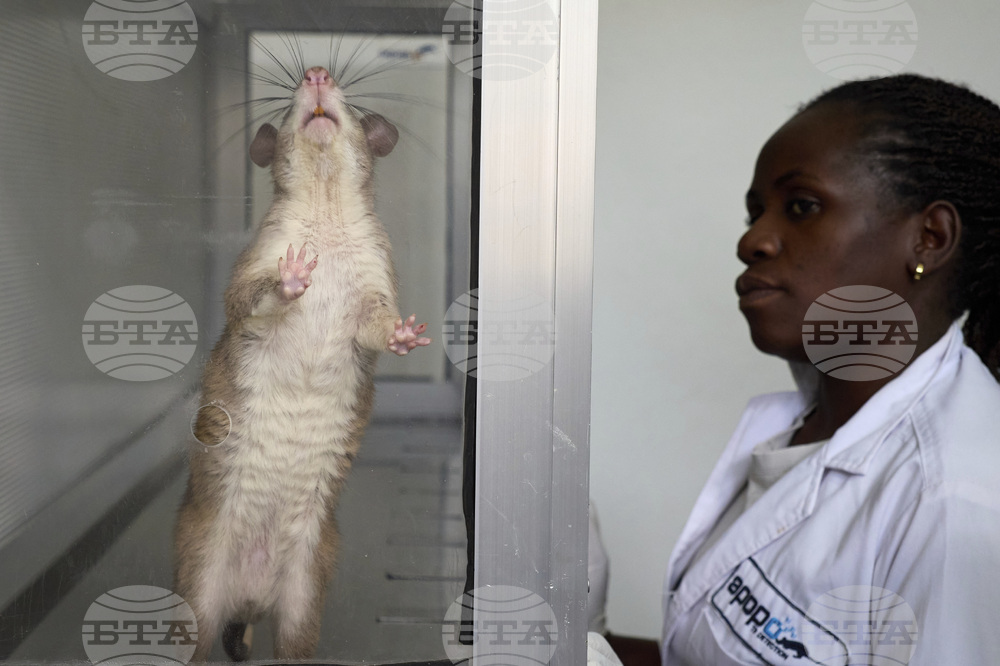 Tanzania Hero Rats