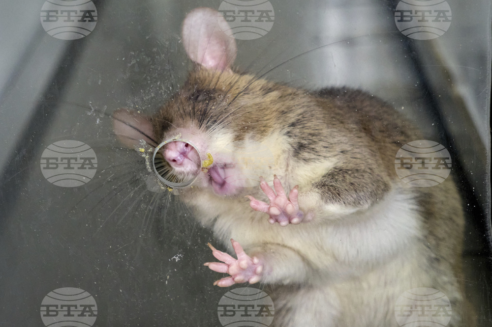 Tanzania Hero Rats