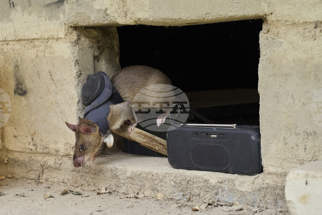 APTOPIX Tanzania Hero Rats