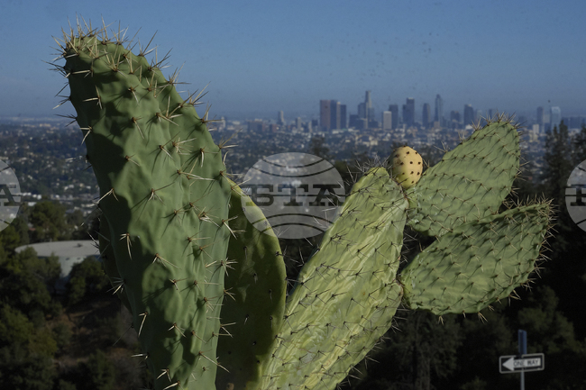 Саудитски учени изобретиха метод за пречистване на вода с кори от кактусови плодове