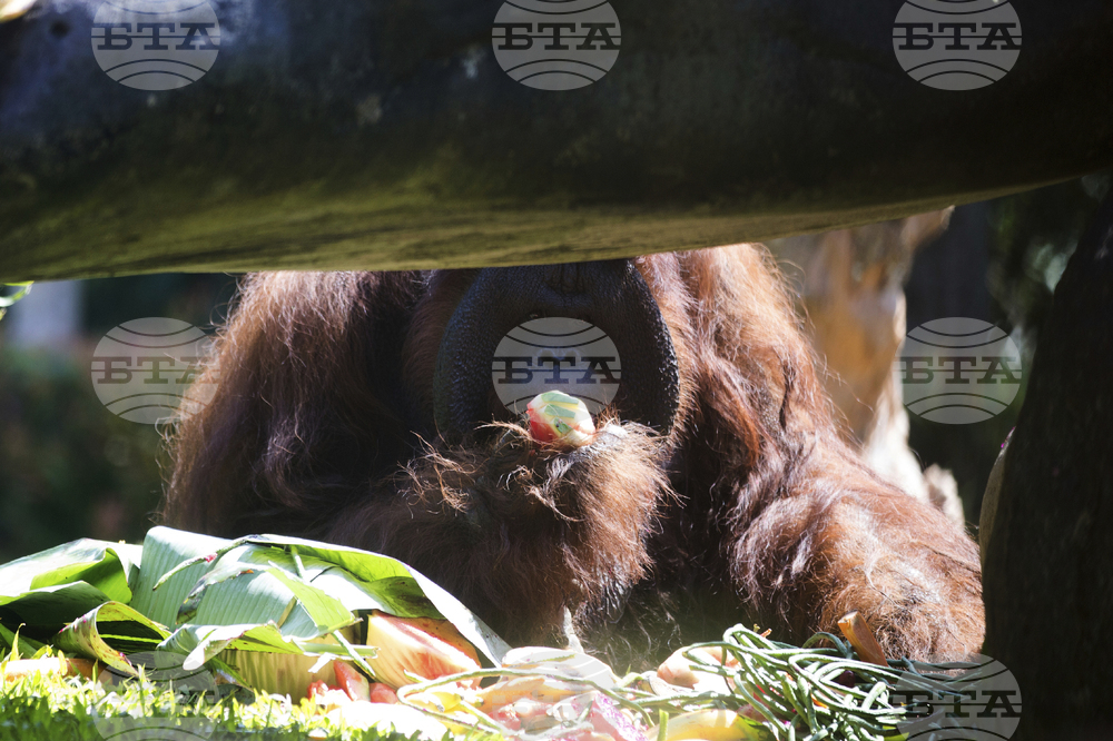 Indonesia Orangutan