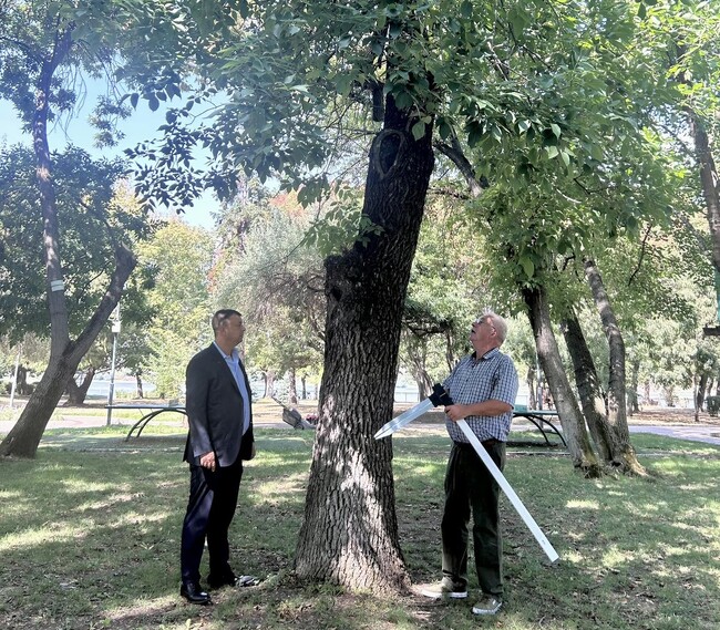 В Силистра започва паспортизация на над 2000 дървета на територията на града