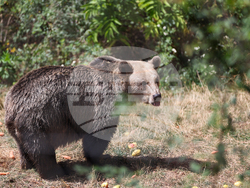 Парк за мечки Белица - фондация „Четири лапи“ - годишнина