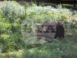 Парк за мечки Белица - фондация „Четири лапи“ - годишнина