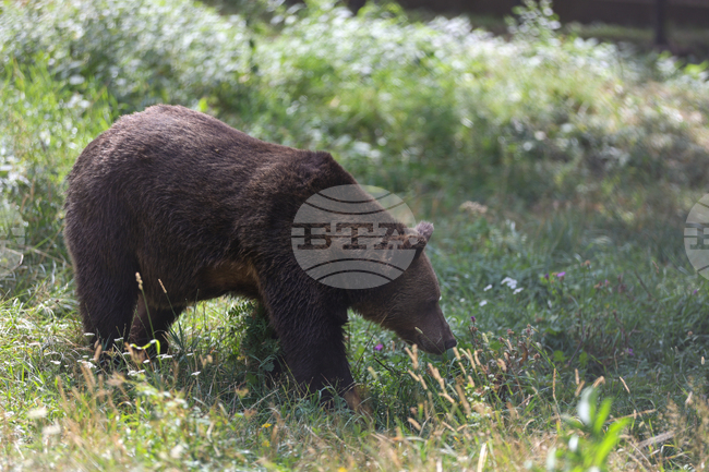 Belitsa Bear Park Celebrates 25th Birthday