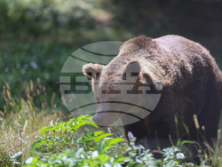 Парк за мечки Белица - фондация „Четири лапи“ - годишнина