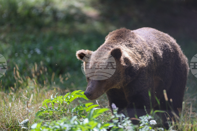 Мечка разкъса 15 овце в Северна Гърция