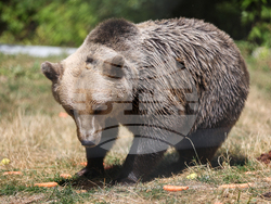 Парк за мечки Белица - фондация „Четири лапи“ - годишнина
