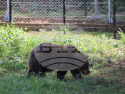 Парк за мечки Белица - фондация „Четири лапи“ - годишнина