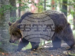 Парк за мечки Белица - фондация „Четири лапи“ - годишнина