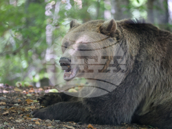 Парк за мечки Белица - фондация „Четири лапи“ - годишнина