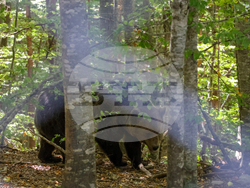 Парк за мечки Белица - фондация „Четири лапи“ - годишнина