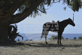 Kyrgyzstan Kok Boru President's Cup