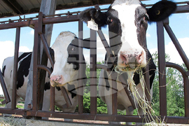 Drought Livestock Farmers