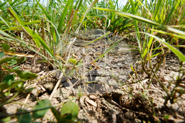 Drought Livestock Farmers