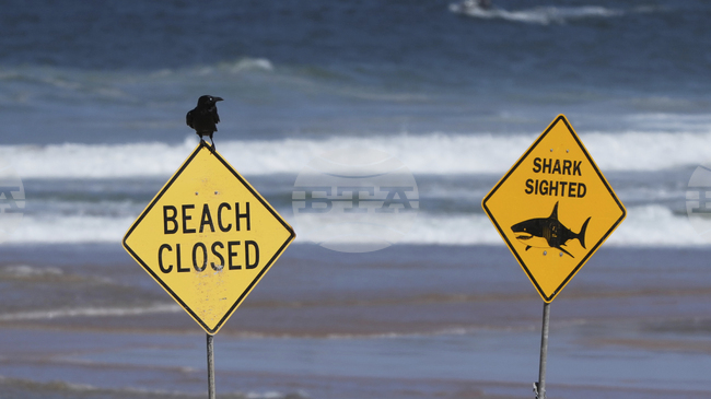  Акула уби жена и е рани сериозно мъж на австралийски плаж