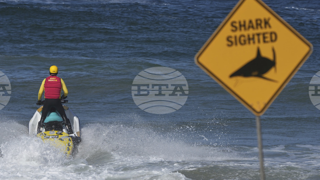 Австралия разчита на нови технологии в опит да се защити от акулите