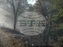 Враца - пожар край международен път Е79