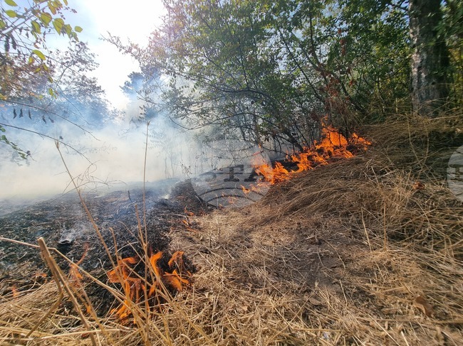 Военни от Сухопътните войски участват в потушаване на пожарите в Рила и Сакар, съобщи Министерството на отбраната