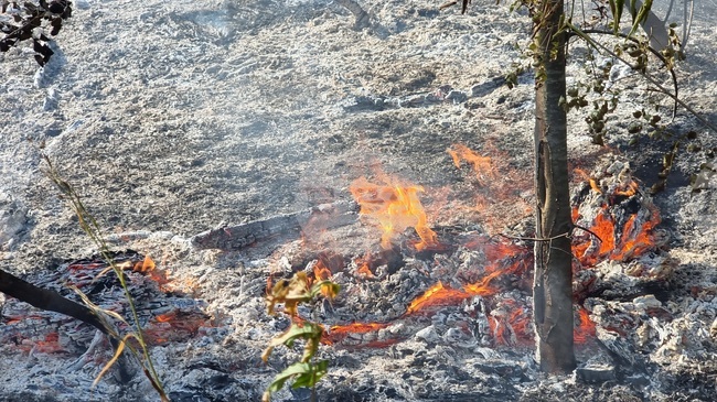 Непълнолетен е причинил пожар в горска територия в землището на Роман