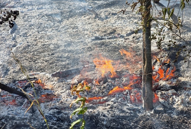 Непълнолетен е причинил пожар в горска територия в землището на Роман
