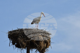 Село Подкрепа - щъркел