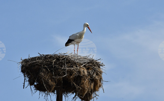 Село Подкрепа - щъркел
