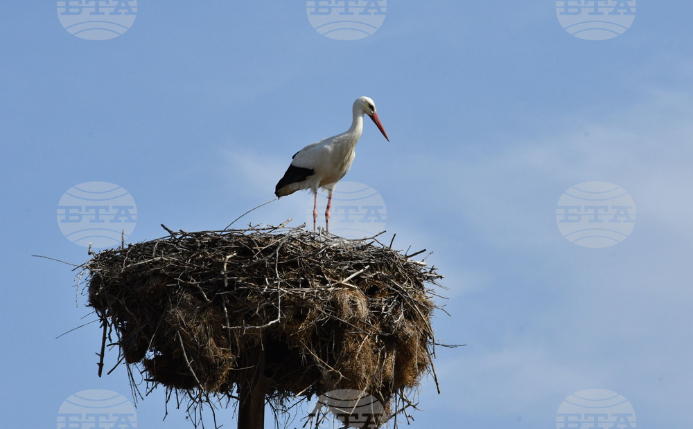 Село Подкрепа - щъркел