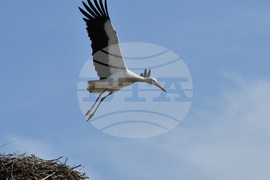 Село Подкрепа - щъркел