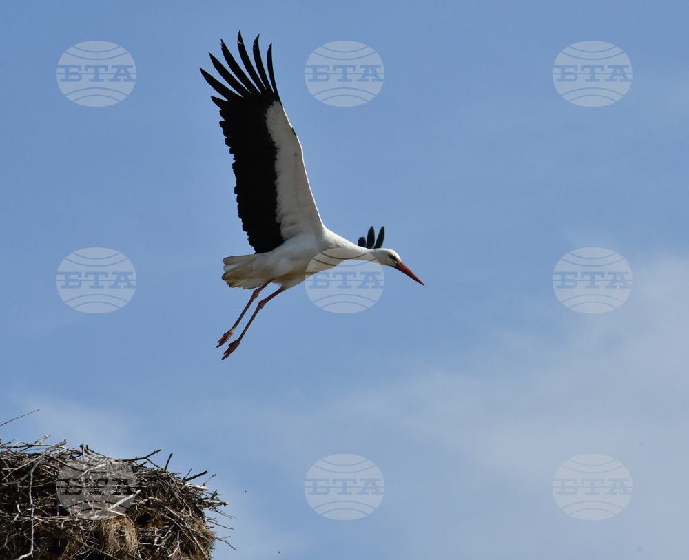 Село Подкрепа - щъркел