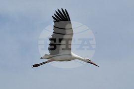 Село Подкрепа - щъркел