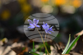 Село Свещари - полски цветя