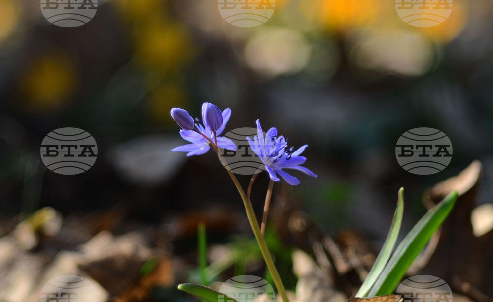 Село Свещари - полски цветя