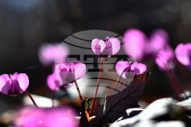 Село Свещари - полски цветя