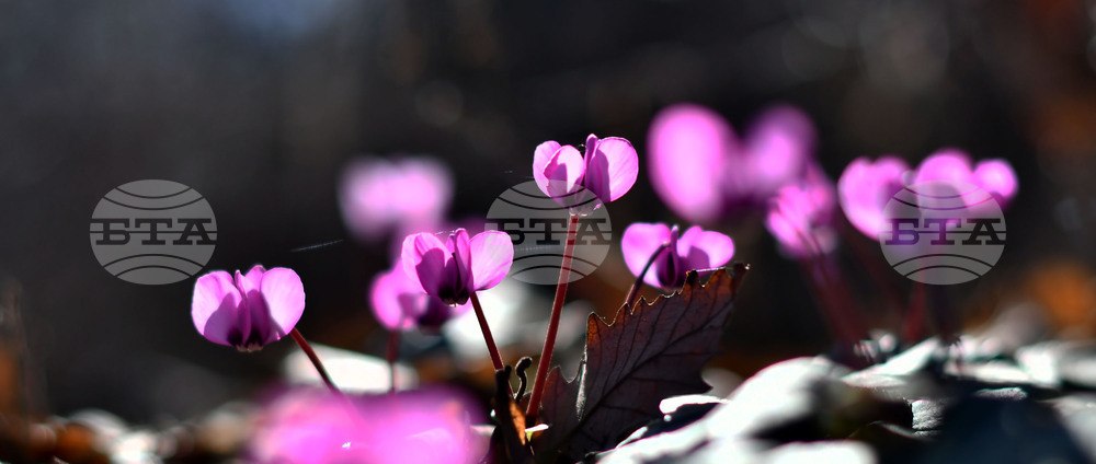 Село Свещари - полски цветя