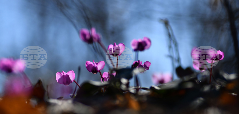 Село Свещари - полски цветя