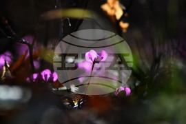 Село Свещари - полски цветя