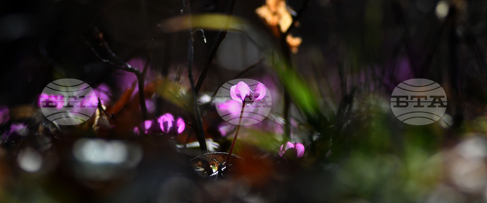 Село Свещари - полски цветя