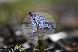 Село Свещари - полски цветя