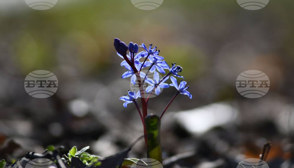Село Свещари - полски цветя