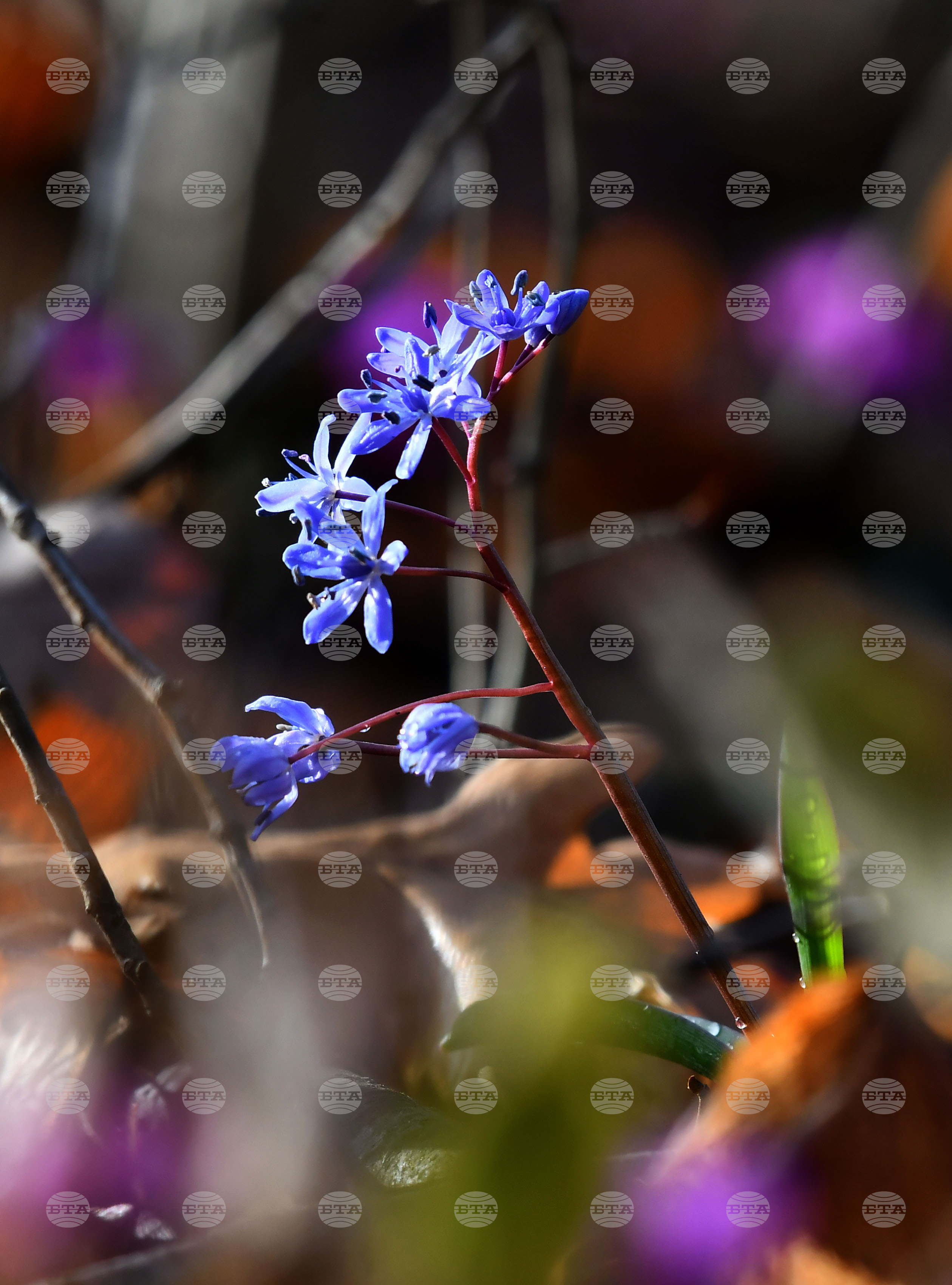 Село Свещари - полски цветя