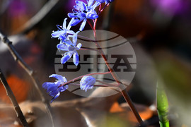 Село Свещари - полски цветя